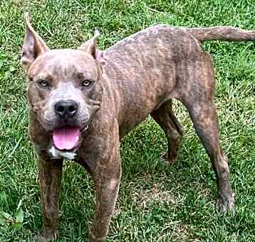 Photo of Ruger