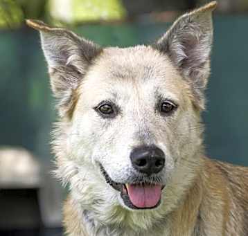 Photo of Samantha (Shotzy) Bonded w/ To