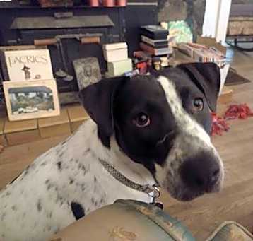 Photo of Birdie (TN)