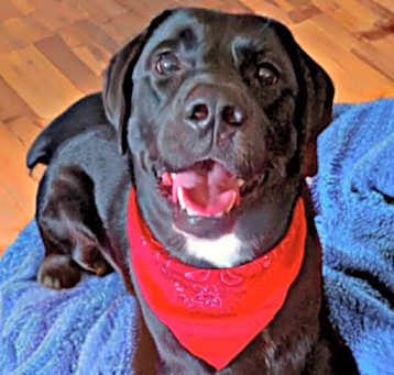 Photo of Rex