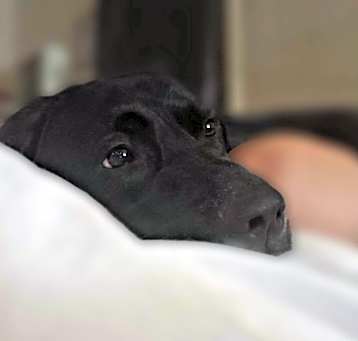 Photo of Rex