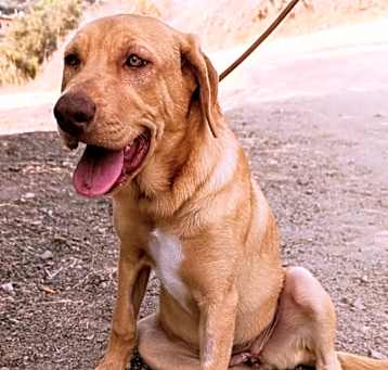Photo of Lory