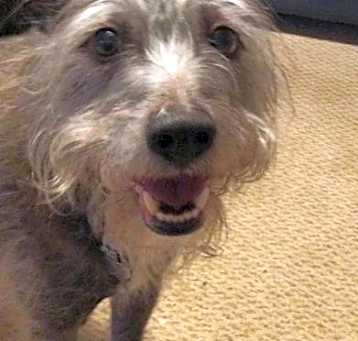 Photo of Sir Gruff McScruff