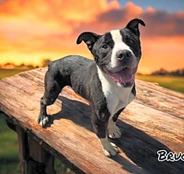 Photo of Bruce