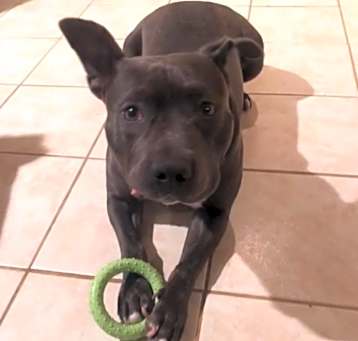 Photo of Rufus