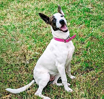 Photo of Sparkles aka Mi Amora