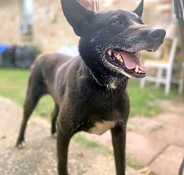 Photo of Rex