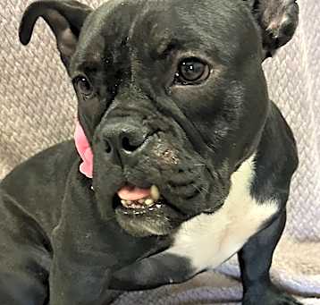 Photo of Nellie