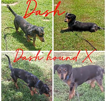 Photo of Dash