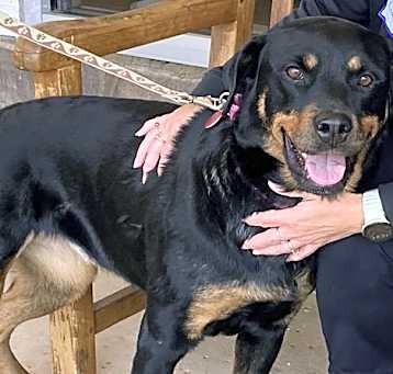 Photo of Abby