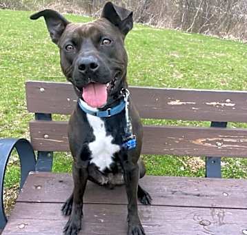 Photo of Shadow