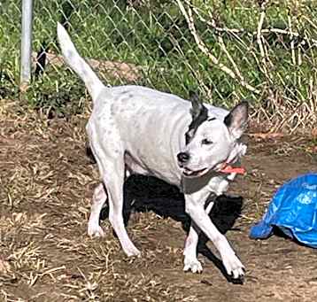 Photo of Roscoe (video)