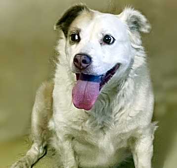 Photo of Molly Adoption Pending