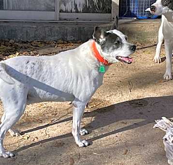 Photo of Roscoe
