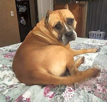 Photo of Rocky
