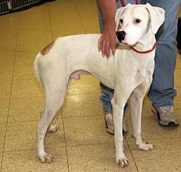 Photo of Bolt (Neutered)