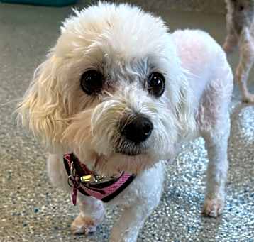 Photo of Muffy