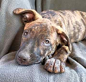 Photo of Parvati-good candidate for therapy pooch
