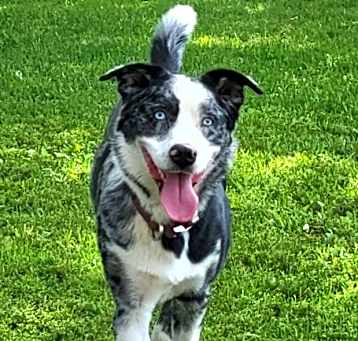 Photo of Sully