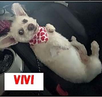 Photo of Vivi