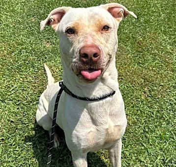Photo of Brock