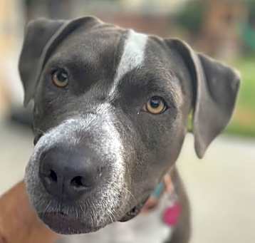 Photo of GREYCIE