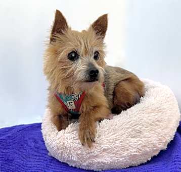 Photo of AUGIE