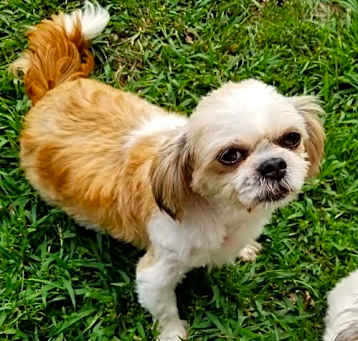 Photo of Sadie