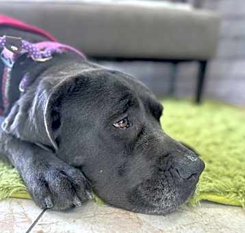 Photo of Freya