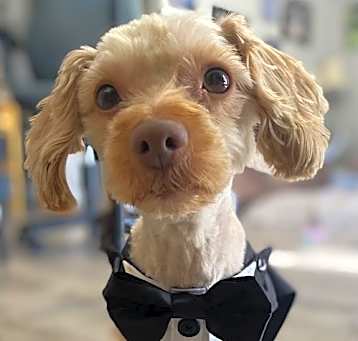 Photo of Rusty Poodle