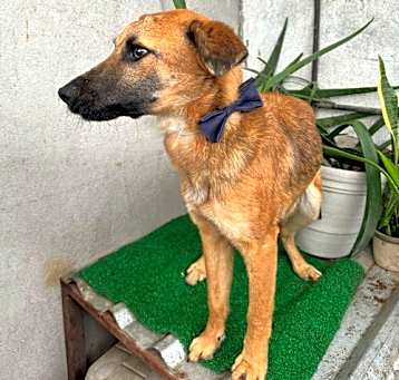 Photo of Balu