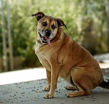 Photo of Dakota