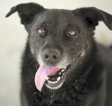 Photo of Sharky