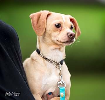 Photo of Dobby
