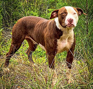 Photo of Colt