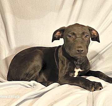 Photo of Blackie