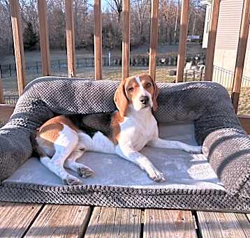 Photo of Buddy