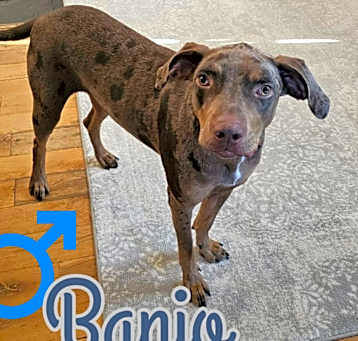 Photo of Banjo