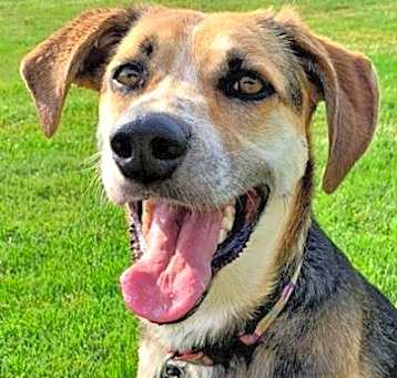 Photo of Abby - In Foster