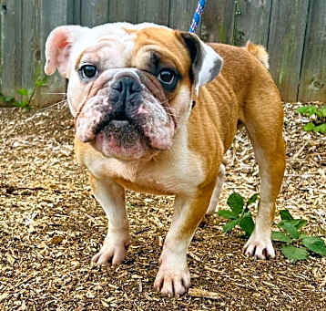Photo of Archie