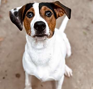 Photo of Hopper