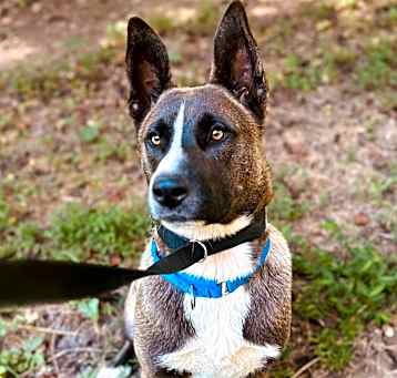 Photo of Balto