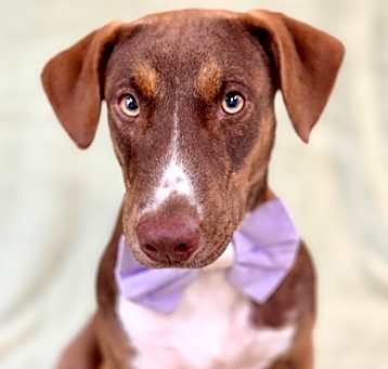 Photo of Dopey