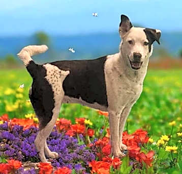 Photo of Luna aka Lyric ***RESCUE CENTER***