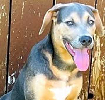 Photo of D115 Litter Dante