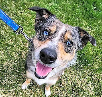 Photo of Bindi