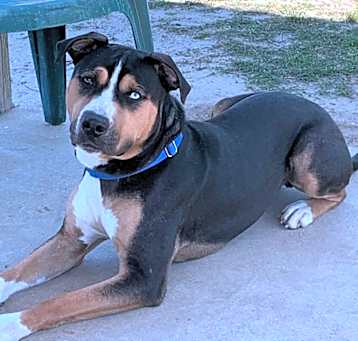 Photo of Hoku