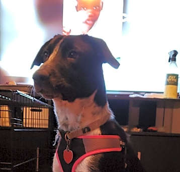Photo of Gracie