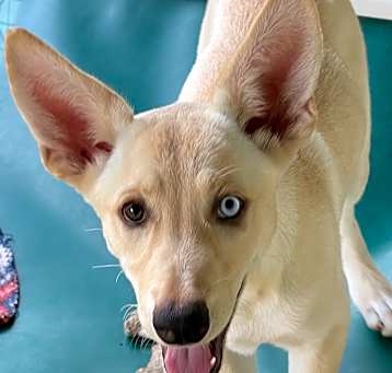 Photo of Uno