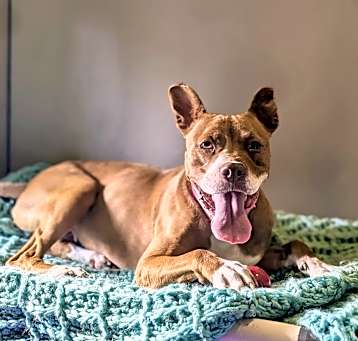 Photo of Pawtricia